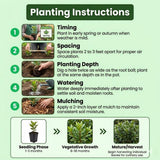 Bay Leaf Plant, Bay Leaf Tree Live Plant, 3-5 Inc Tall, Sweet Laurel Herb Plants for Container and Outdoor Garden
