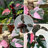 2 Rare Philodendron Live Plants Varieties Collection, Philodendrons Plants Size 5-9 Inc for Indoor Houseplant Décor, Ornamental Tropical Well-Rooted (Pink Princess Philodendron Plants)