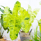 2 Rare Philodendron Live Plants Varieties Collection, Philodendrons Plants Size 5-9 Inc for Indoor Houseplant Décor, Ornamental Tropical Well-Rooted (Long Philodendron Plants)