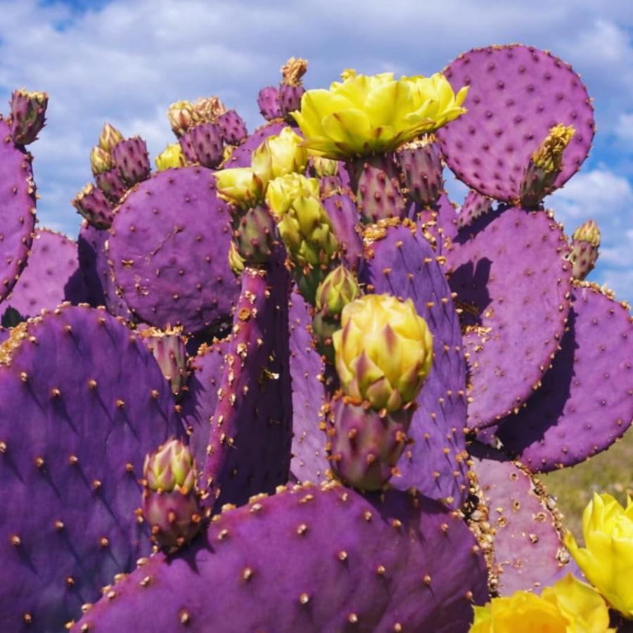 Live Purple Prickly Pear Cactus Plant, Cold Hardy Prickly Pear Succulent, 6-8 Inches Tall, for Outdoor or Container Growing