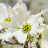 White Dogwood Live Tree in Quart Pot, Flowering Ornamental Trees for Outdoor Garden, White Blooms Spring Tree 8-14 Inches Tall