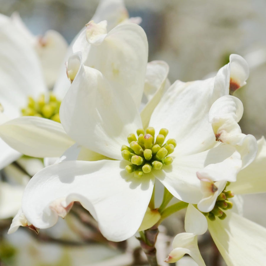White Dogwood Live Tree in Quart Pot, Flowering Ornamental Trees for Outdoor Garden, White Blooms Spring Tree 8-14 Inches Tall