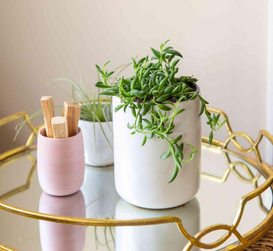 String Plant Live 4 Inch Pot, Rare Succulents Plants in Hanging Baskets, Trailing Succulent Houseplant for Home Office (String of Banana)