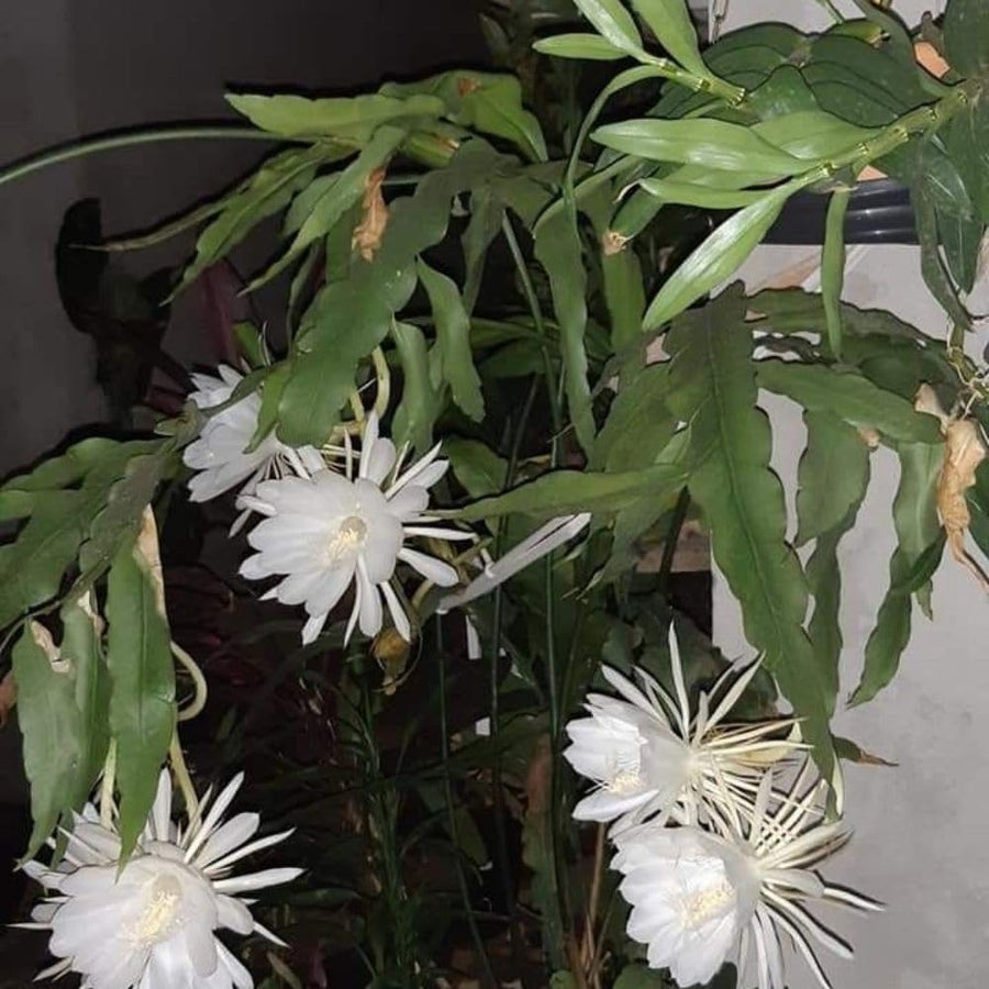2 Queen of the Night Live Plant in 4 Inch Pot, Rare Night Blooming Orchid Cactus, Epiphyllum Oxypetalum Live Plant, 3-6 Inches Tall