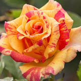 Rose Bush Live Plant - Rose Plant Live Shrub - Bareroot with Soil 5-10 Inch Tall - Fragrant Rose Flowers Heirloom Rose Shrub - No Pot (Rare Orange Rose)