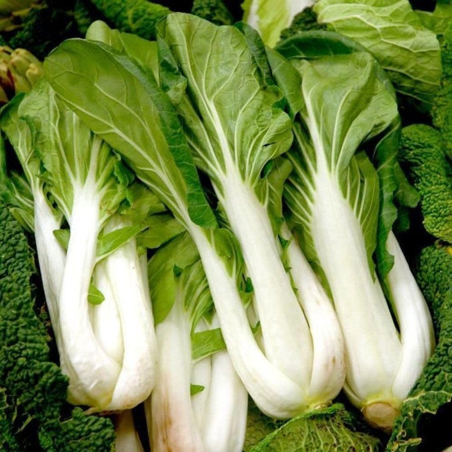 500+ White Pak Choi Seeds, Bok Choy Vegetable Seeds, Leafy Green Vegetable, Suitable for Home Garden Planting, Outdoor Growing Use