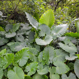Alocasia Plant Live, Rare Elephant Ear Plant Indoor in 4 Inch Pot, Tropical Foliage, Compact Houseplant for Office, Room and Home Décor - Odora