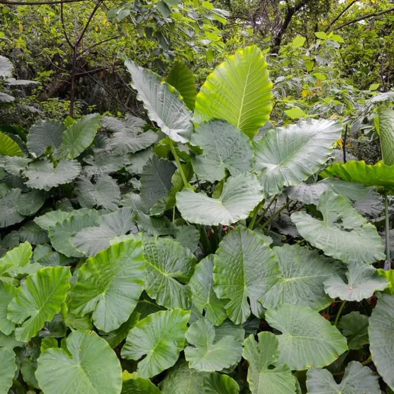 Alocasia Plant Live, Rare Elephant Ear Plant Indoor in 4 Inch Pot, Tropical Foliage, Compact Houseplant for Office, Room and Home Décor - Odora