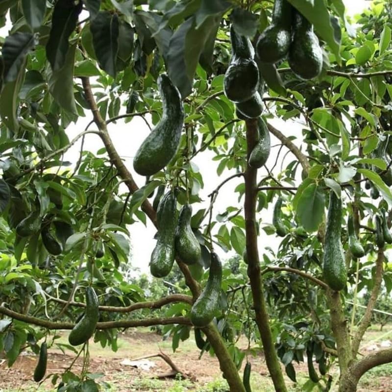 Long Neck Avocado Tree 3 Feet Up, Russell Long Neck Avocado Fruit Tree Live Plant, Ready to Grow