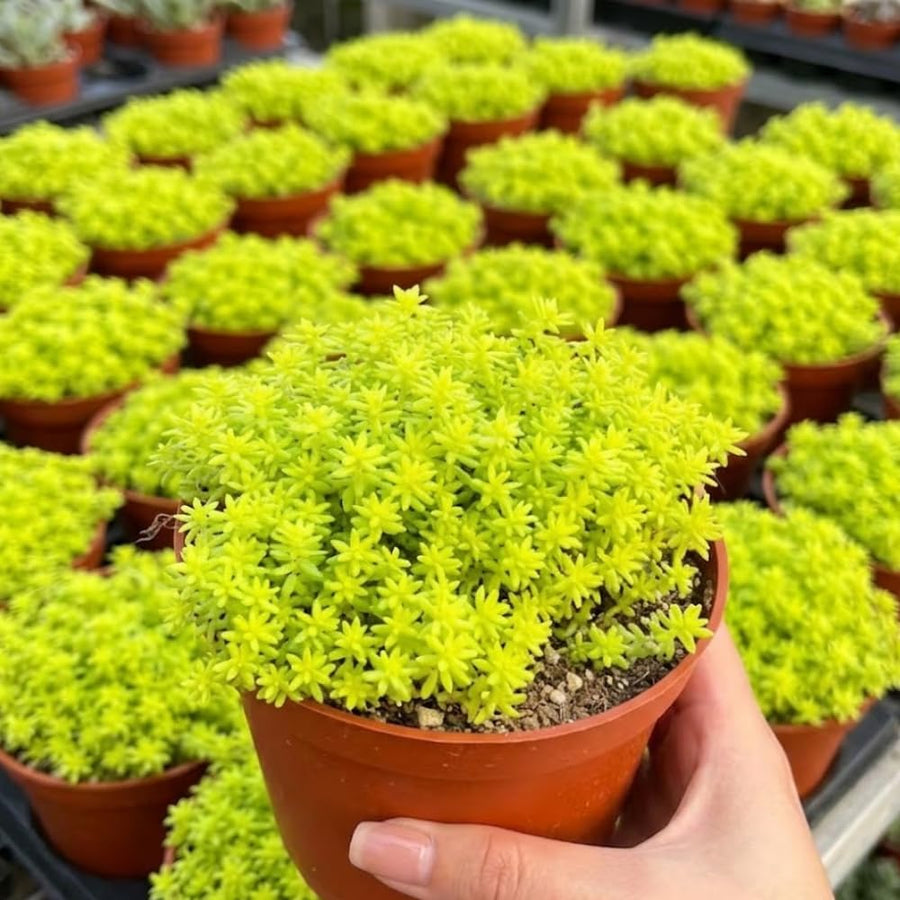 Sedum Live Plant in 4 Inches Pot, Sedum Succulents Plants Live, Vibrant Foliage, Indoor Outdoor Houseplant