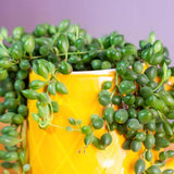 Succulent Plant Live, Trailing Houseplant, Indoor Green Foliage Plant in 4 Inch Pot (String of Watermelon)