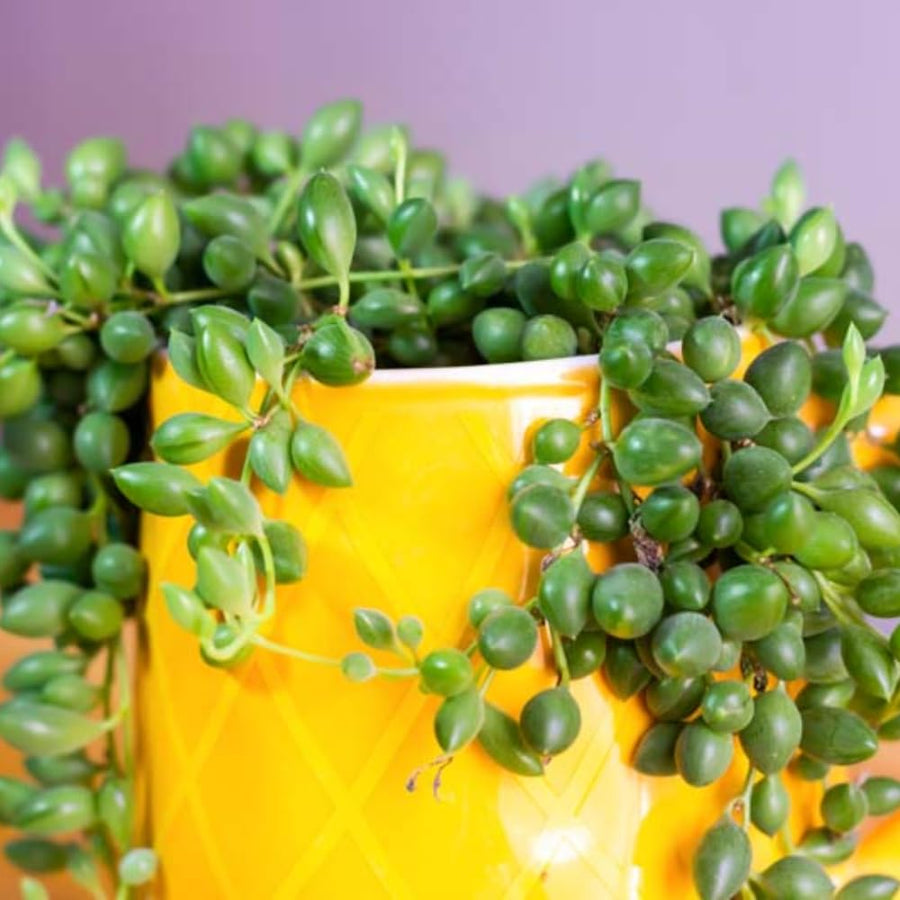 Succulent Plant Live, Trailing Houseplant, Indoor Green Foliage Plant in 4 Inch Pot (String of Watermelon)