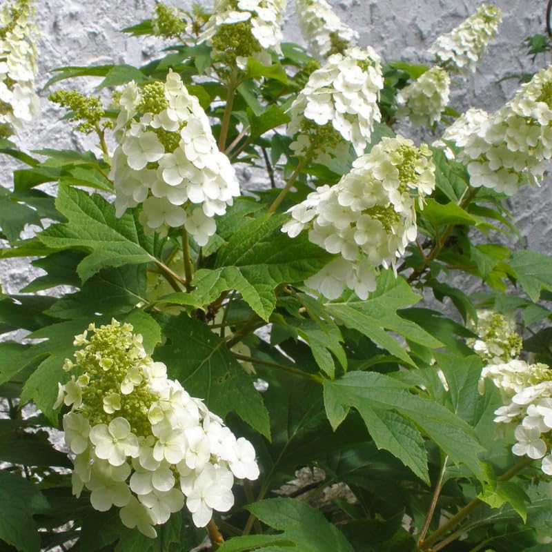 White Hydrangea Plant, 5 to 7 Inch Tall Hydrangea Plants Live, Without Pot, Change Color Flowers Hydrangeas Bush Plant Outdoor Shade Garden, Colorful Flowers