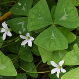 Green Shamrock Plant Live, Starter Oxalis Plant in 4" Pot, Easy Care Ornamental Houseplant for Patio, Container and Home Gardening