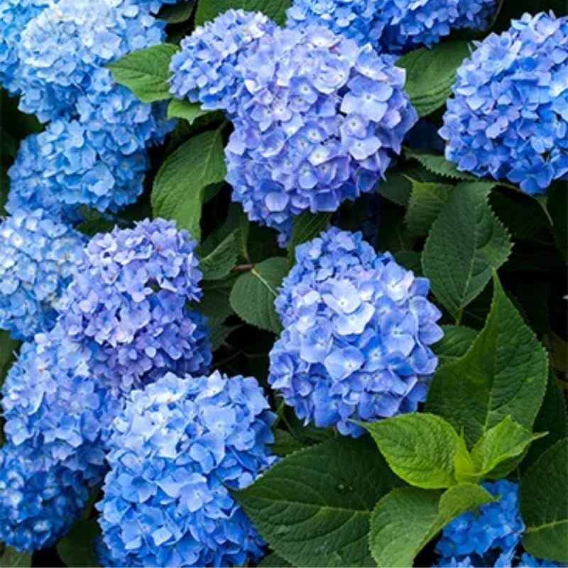 Blue Hydrangea Plant Live, Hydrangea Tree Live Plant Outdoors, 5 to 7 Inches Tall, Shrub Bush Plant