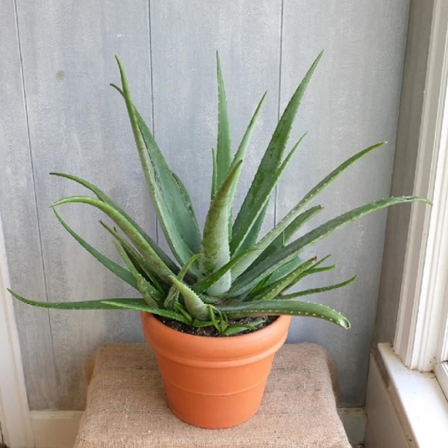 Aloe Vera Live Plant, Large Aloe Succulent Plant Live, 4 Inches Pot for Indoor Outdoor Houseplant