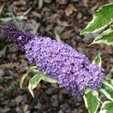 Butterfly Bush Plant for Planting, Size 5 to 7 Inch Tall Plant, Without Pot, Butterfly Bushes Plants (Dark Pink Flowers)