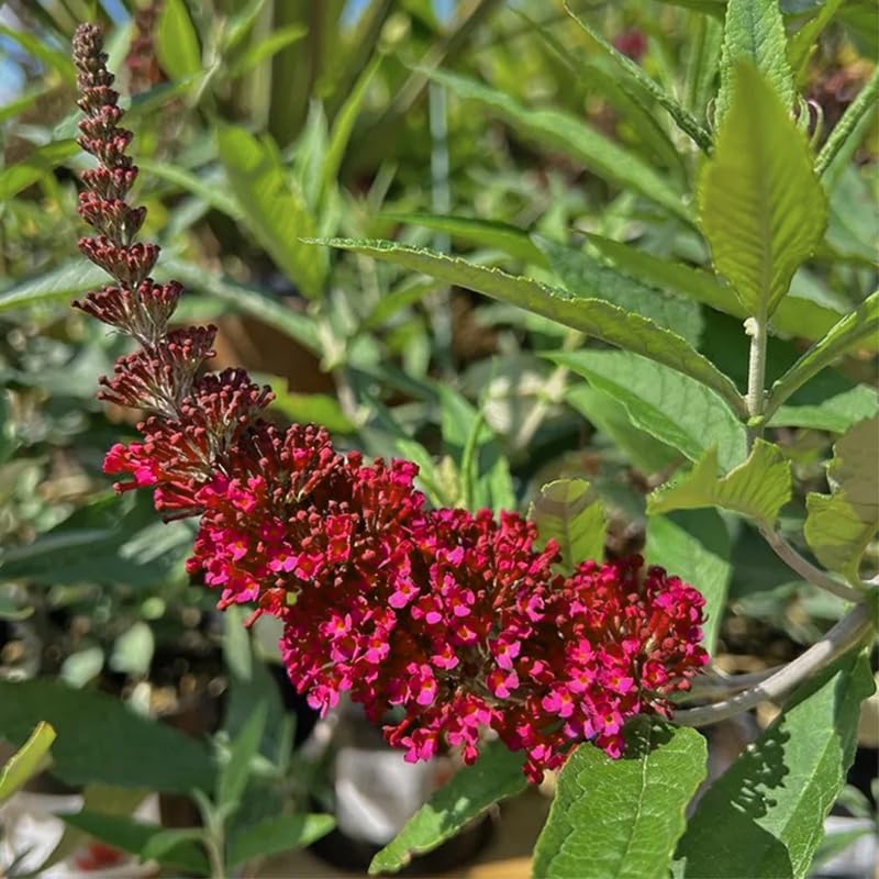 Butterfly Bush Plant for Planting, Size 5 to 7 Inch Tall Plant, Without Pot, Butterfly Bushes Plants (Red Flowers)