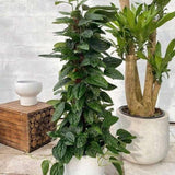 2 Monstera Plants Live, Swiss Cheese Philodendron Plant, Ornamental Tropical Well-Rooted, 4 to 5 Leaves for Indoor Houseplant (Monstera Dark Green)