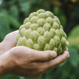 Sweet Sugar Apple Plant Live, 1 Year Old Annona Squamosa 6-8" in Tall Potted, Tropical Fruit Tree for Tropical Fruit Outdoor Growing, Zones 9-11