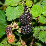 Pack 2 Boysenberry Plants Live, Size 5-9 Inch Tall, Boysenberry Fruit Trees Live Plants, Boysenberry Seedlings