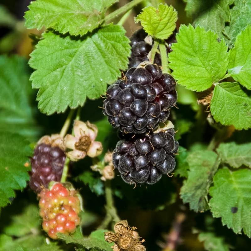 Pack 2 Boysenberry Plants Live, Size 5-9 Inch Tall, Boysenberry Fruit Trees Live Plants, Boysenberry Seedlings