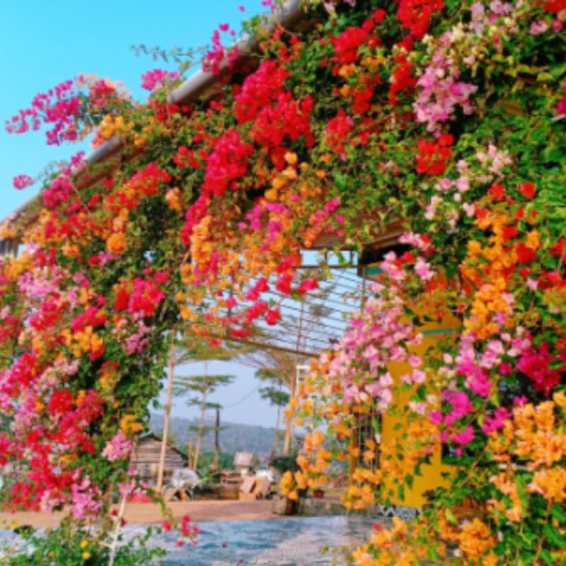 2 Bougainvillea Plants Live, Trailing Flowering Vines, 5-9” Tall, Well-Rooted Bougainvillea Trees for Outdoor Garden or Patio (Multicolor Bougainvillea)
