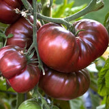 Lot 4 Tomato Plants Live for Planting Outdoors, Large and Juicy Tomatoes, Well Rooted, 6 to 8 Inch - Black Krim Tomato
