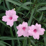 2 Mexican Petunias Live Plants, Petunia Plants Live, Live Petunia Plants Outdoor, Zone 8 to 11, Size 4 to 7 Inch Tall, Pink