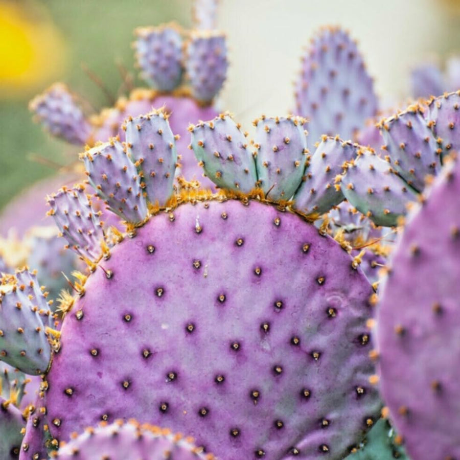 Live Purple Prickly Pear Cactus Plants, Hardy Perennial Succulents Plant, 3.5 Inch Pot for Outdoor Garden