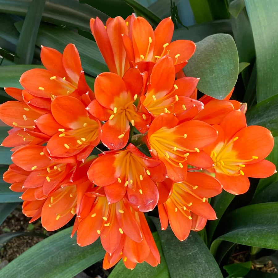 Orange Clivia Live Plant in 6 Inch Pot - 6-8" Tropical Flowering Houseplant, Perennial Clivia Flower Plant for Indoor Outdoor Planting