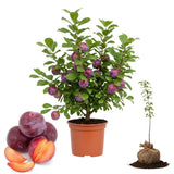 Sweet Santa Rosa Plum Trees for Planting, 12" to 24" in Height for Planting, Seedling Plums Gardening, Bare Root and Cold Hardy