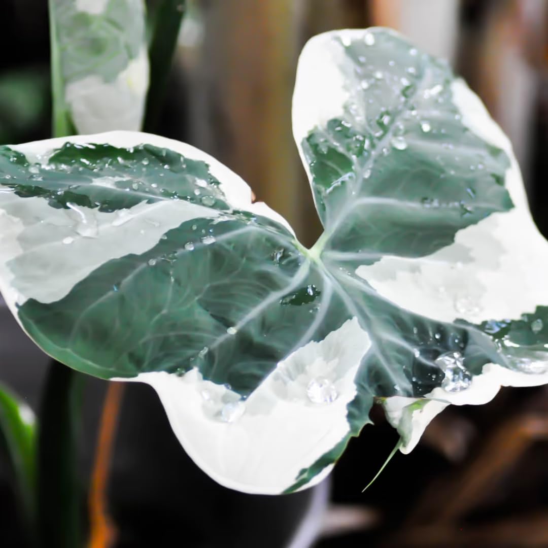 Elephant Ear Plants, Variegated Colocasia Plant, Colocasia Alocasia Esculenta Taro for Indoor Outdoor Gardens, Dormant in Winter