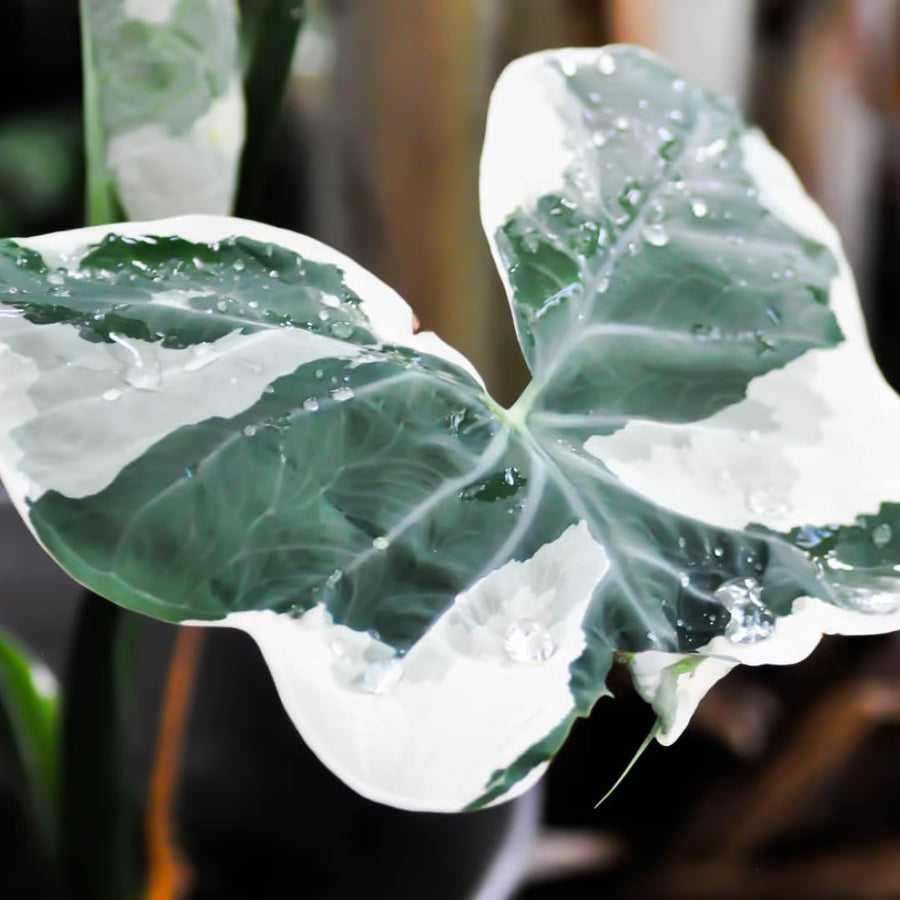 Elephant Ear Plants, Variegated Colocasia Plant, Colocasia Alocasia Esculenta Taro for Indoor Outdoor Gardens, Dormant in Winter
