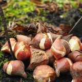 10 Mix Tulip and Daffodil Bulbs for Spring Planting, Coloful for Spring Bloom, Outdoor Planting