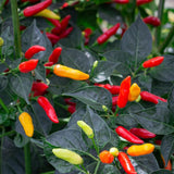 Set 2 Pepper Hot Plants Live, 90 Days Old Pepper, Pepper for Pickling, High Yields, No Pot
