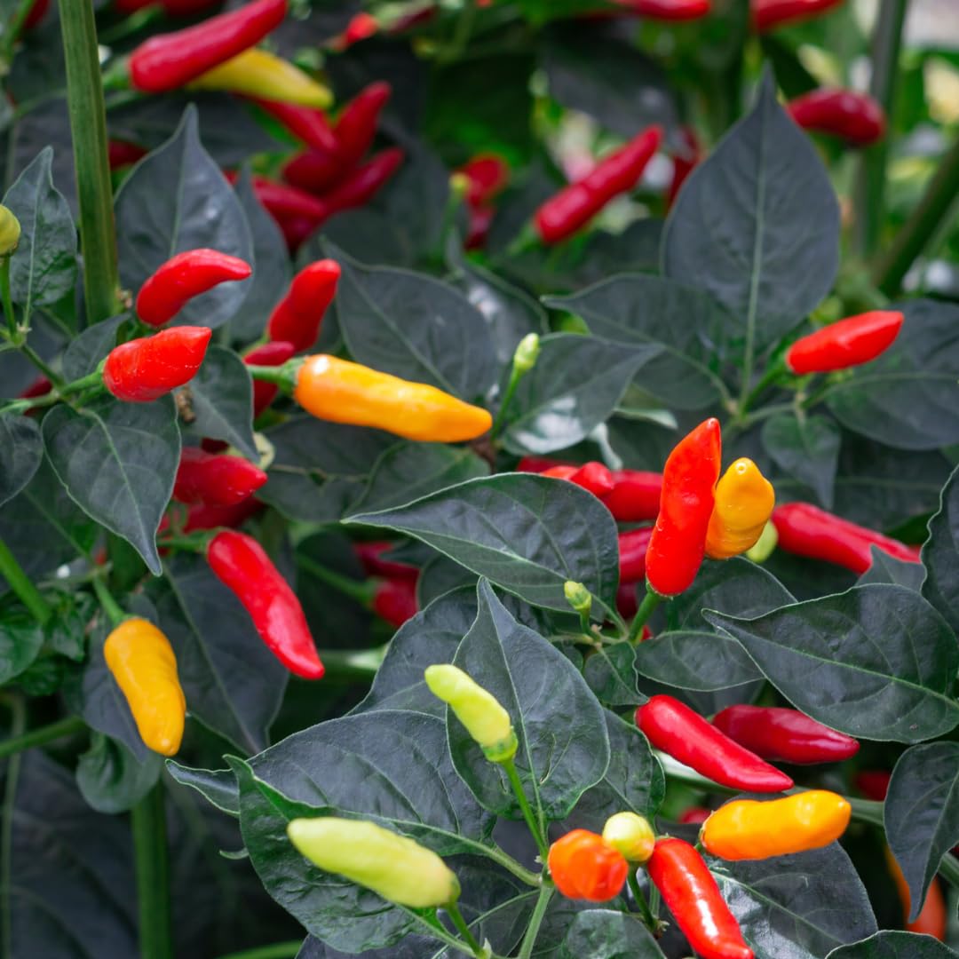 Set 2 Pepper Hot Plants Live, 90 Days Old Pepper, Pepper for Pickling, High Yields, No Pot