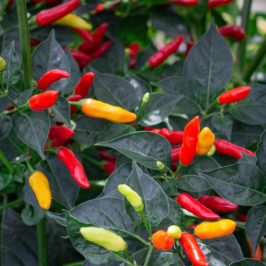 Set 2 Pepper Hot Plants Live, 90 Days Old Pepper, Pepper for Pickling, High Yields, No Pot