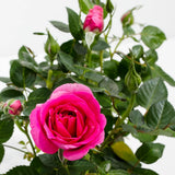 Magenta Mini Rose Plant Live, Miniature Rose Bush in 3" Pot, Indoor Outdoor Flowering Plant, Compact Live Rose for Gifts and Gardens