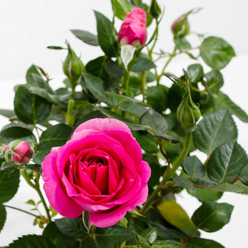Magenta Mini Rose Plant Live, Miniature Rose Bush in 3" Pot, Indoor Outdoor Flowering Plant, Compact Live Rose for Gifts and Gardens
