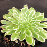 Ice Aeonium Succulent Plant Live in 2" Pot, Rosette Succulent, Easy Indoor Outdoor Plant