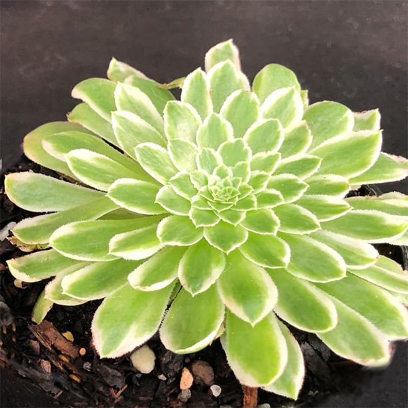 Ice Aeonium Succulent Plant Live in 2" Pot, Rosette Succulent, Easy Indoor Outdoor Plant