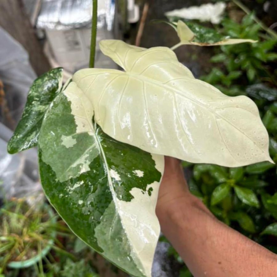 3 Alocasia Plants in 4 Inch Pot, Hardy Perennial Elephant Ear Plants, Tropical Indoor Plant Well Rooted