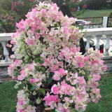 Bougainvillea Plant Live, Bougainvillea Flower Plants, Trailing Flowering Vines, Vibrant Blooms, 4-7 Inches Tall in 4 Inch Pot for Growing (White Pink)