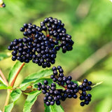 Pack 3 American Elderberry Trees Live Plants for Planting, Sambucus Canadensis Black Elderberry Bush Live Plants, Elderberry Plants Live 6-12 Inch Tall, Sweet Elderberries Fruit Trees, Bareroots