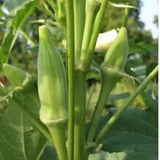 60 Okra Seeds for Planting Garden, Okra Vegetable Seeds for Yard and Backyard