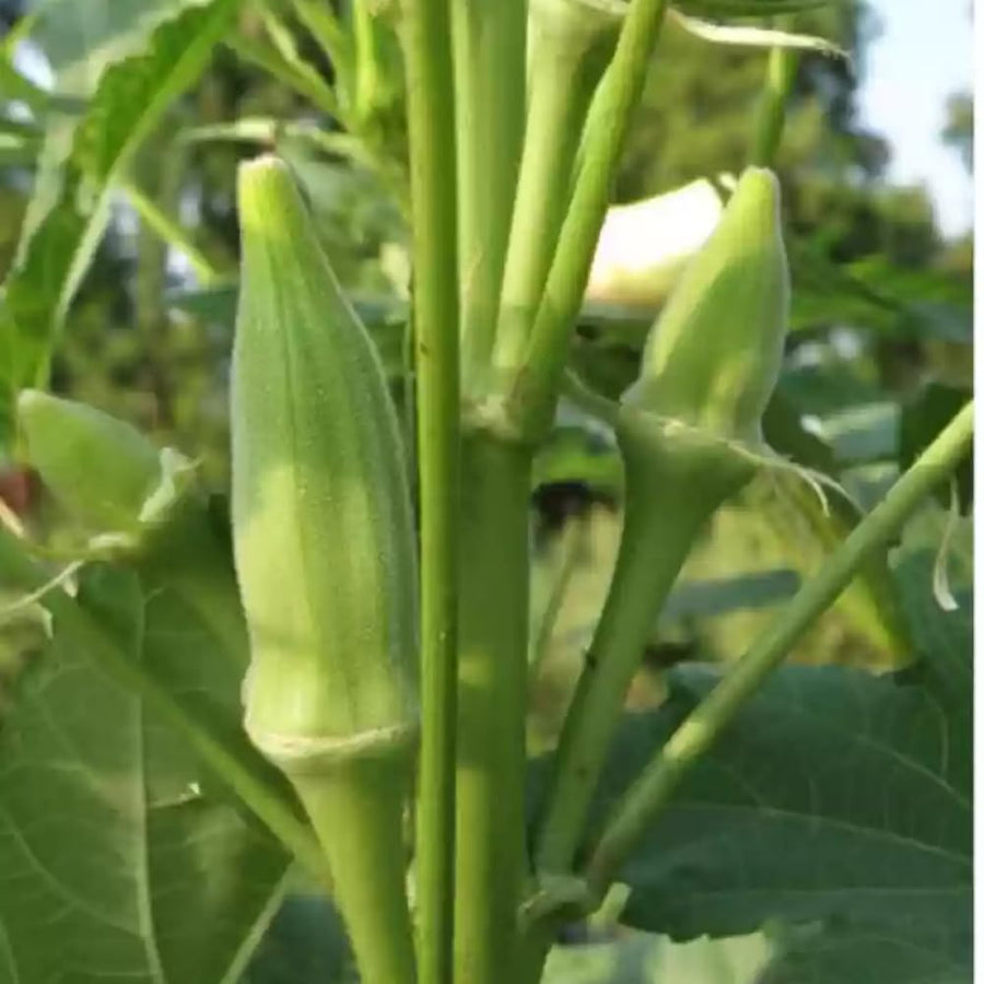 60 Okra Seeds for Planting Garden, Okra Vegetable Seeds for Yard and Backyard