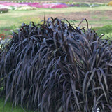 2 Mixed Fountain Grass Live Plants, Perennial Grass Clumps for Outdoor Landscaping Growing, Ornamental Grasses Ready to Grow 4-9 Inches