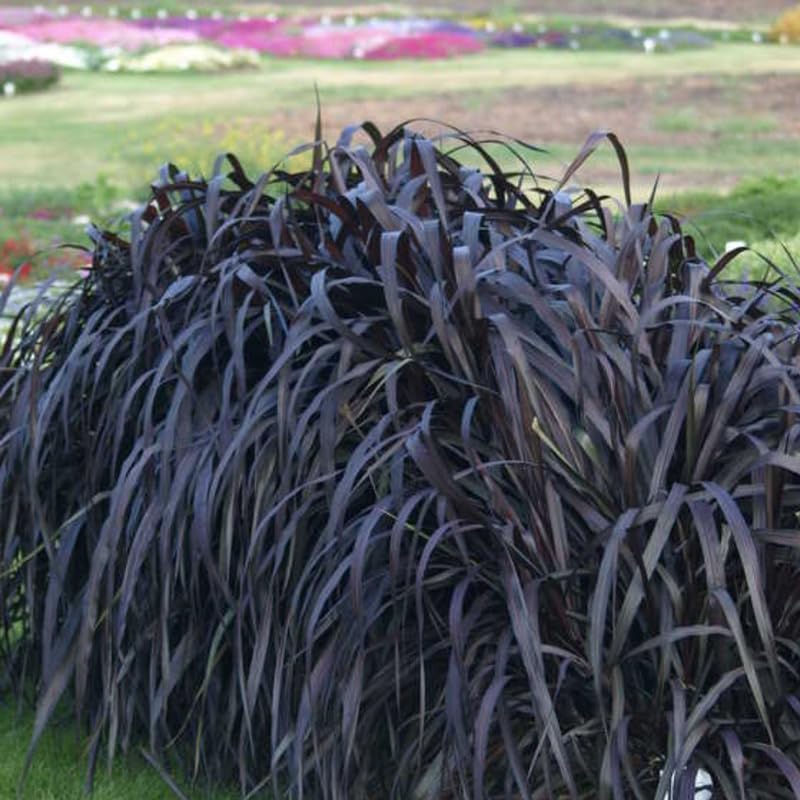 2 Mixed Fountain Grass Live Plants, Perennial Grass Clumps for Outdoor Landscaping Growing, Ornamental Grasses Ready to Grow 4-9 Inches