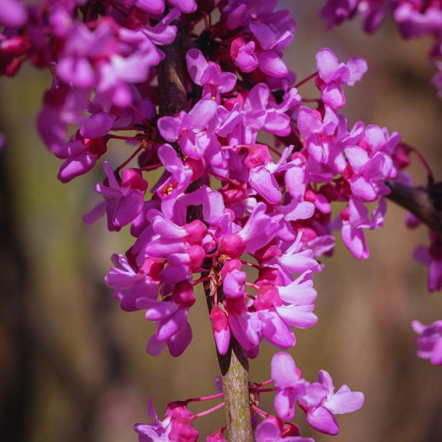 Eastern Redbud Tree Live Plant Bare Root, Red Bud Tree Plant for Gardening, 1-2 Years Old, 28 Inches Tall